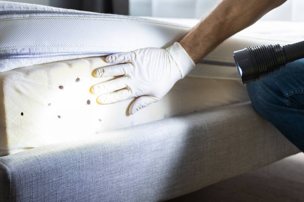 Best Flea Control Services  in Laurens, SC