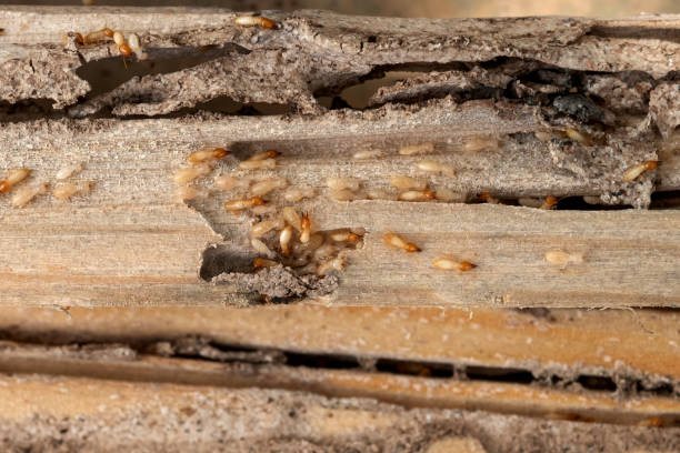 Best Emergency Pest Control  in Laurens, SC
